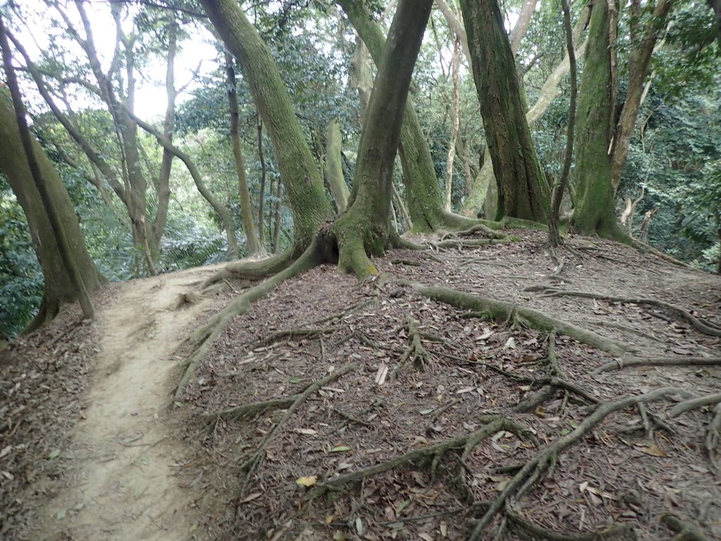 P2167997.JPG - 三峽  鳶尾山登山步道