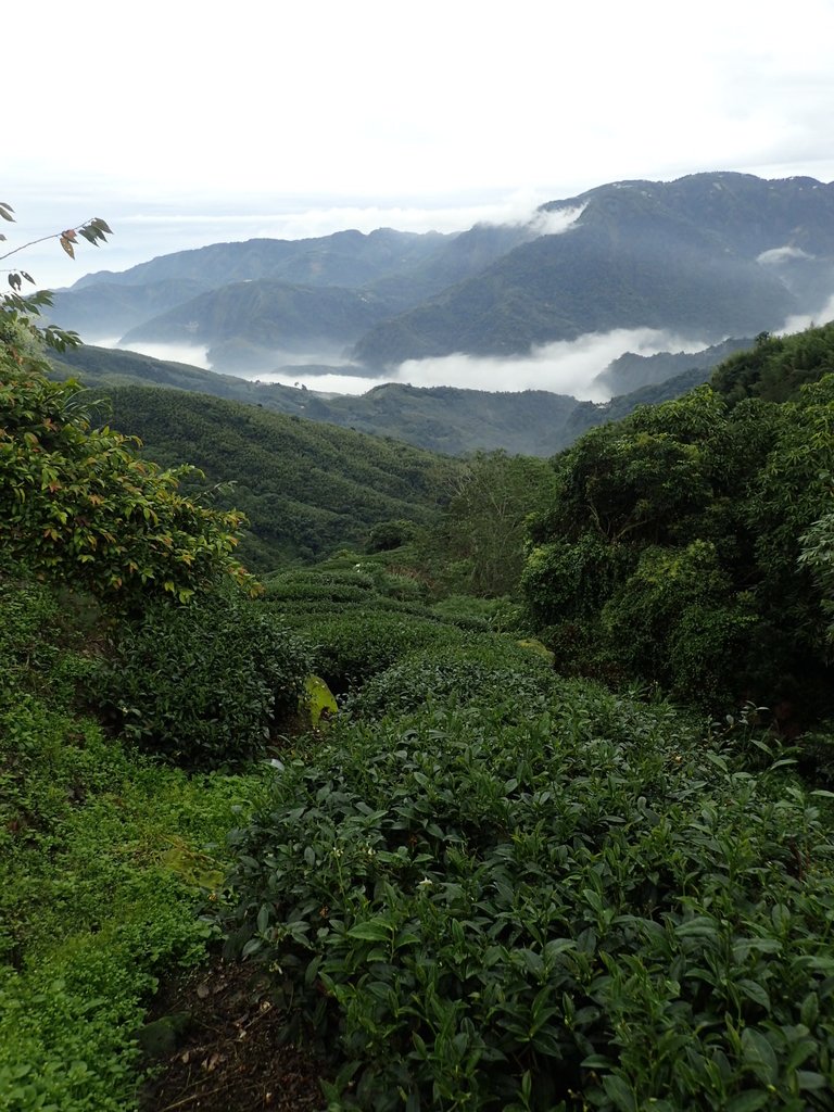 PA231774.JPG - 往三層坪途中之  茶園景致