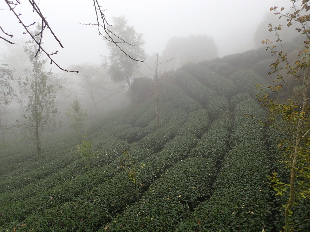 PA171178.JPG - 鹿谷  大崙山  霧中茶園之美(03)