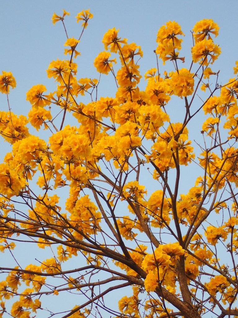 P3066291.JPG - 南投  貓羅溪畔  黃花風鈴木