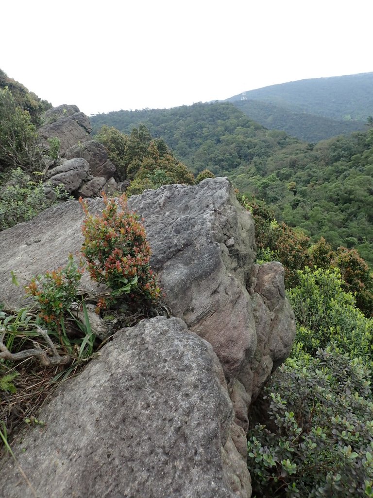 P3160144.JPG - 汐止  金面山(金明山)  稜線步道