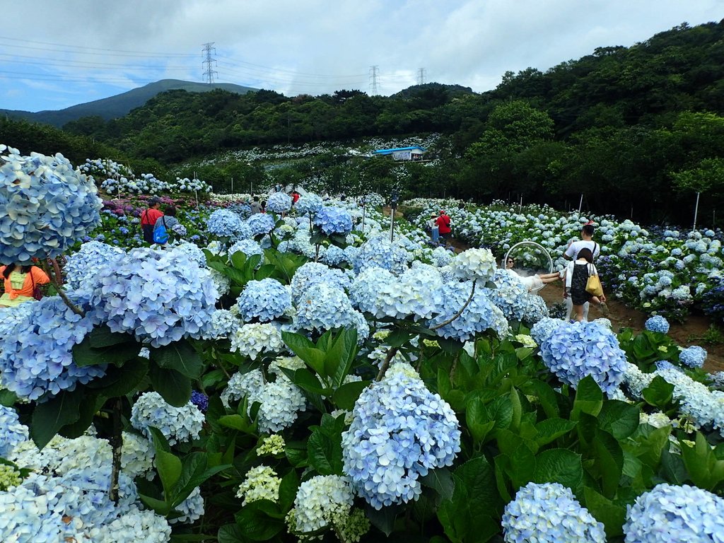 P5303919.JPG - 萬里  高家繡球花田