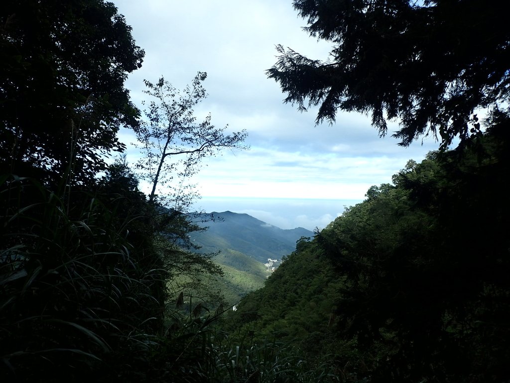 PC055872.JPG - 鹿谷  溪頭  南鳳凰山