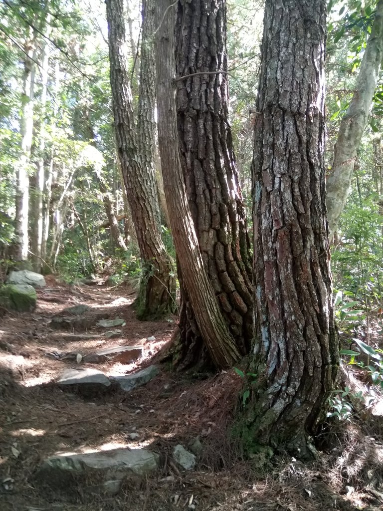 DSC_9907.JPG - 谷關七雄之  馬崙山  (下)