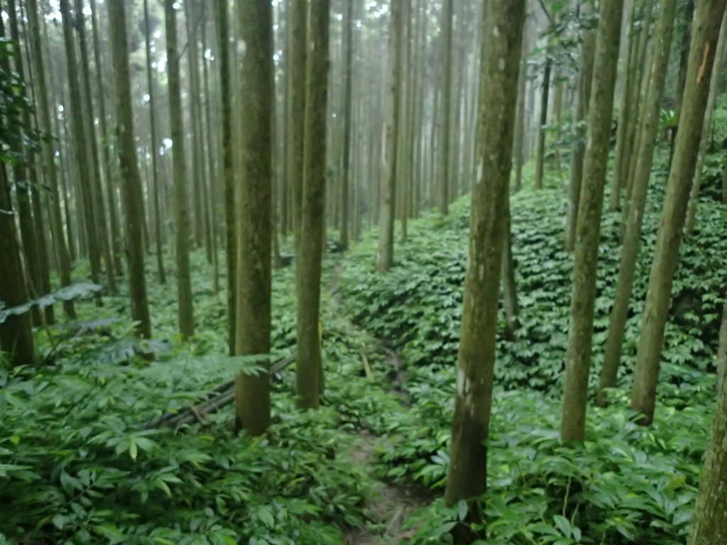 P9250245.JPG - 南庄  向天湖山  光天高山