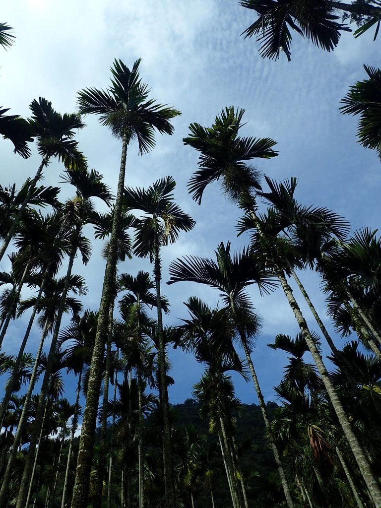 P9017409.JPG - 魚池  頭社  後尖山步道