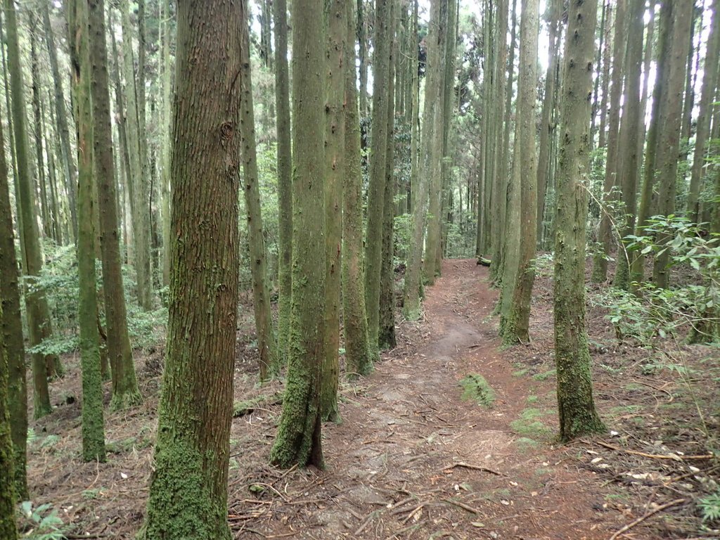 P7235888.JPG - 台中和平  長壽山登山步道  (下)