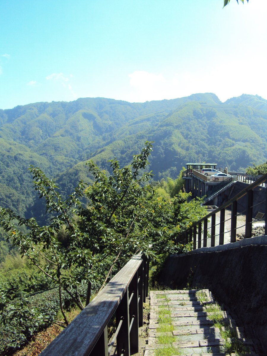 DSC07959.JPG - 竹山  軟鞍  八卦茶園