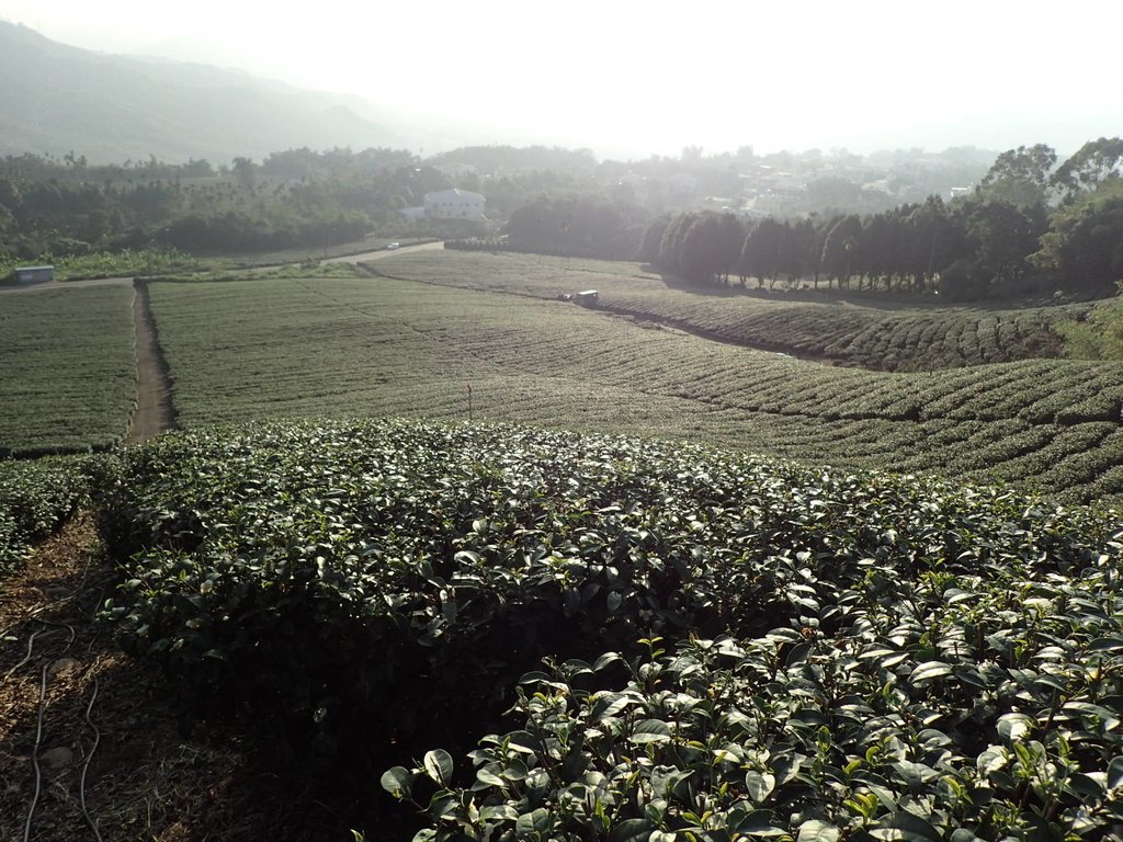 PB225347.JPG - 竹山  山坪頂茶園