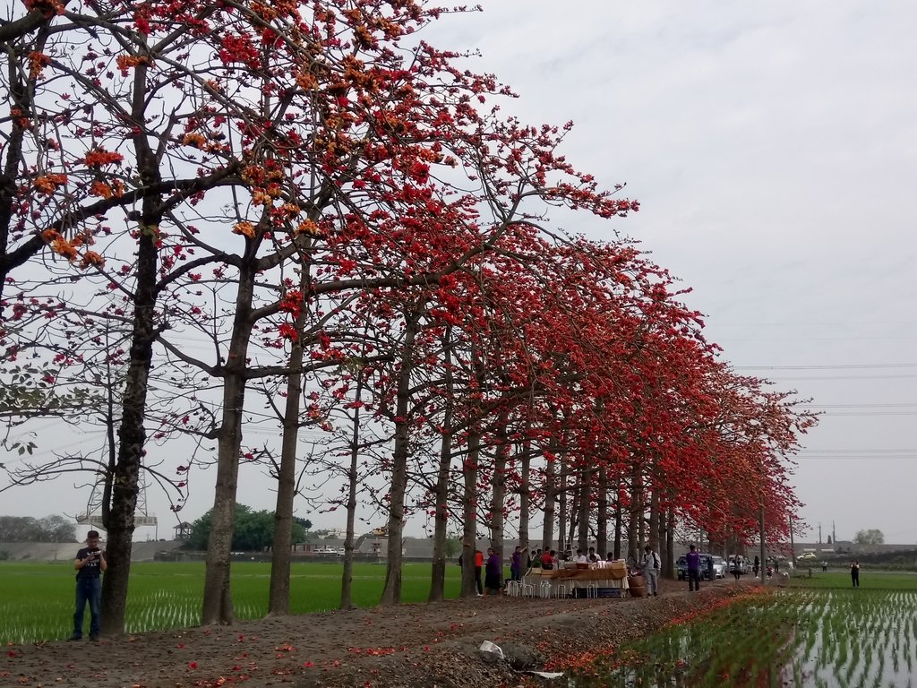 DSC_8393.JPG - 竹塘  田頭  木棉花道