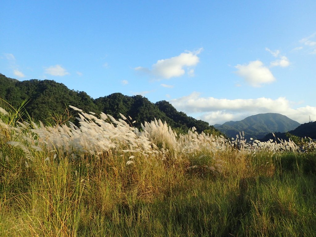 PB169294.JPG - 屈尺高灘地  甜根子草