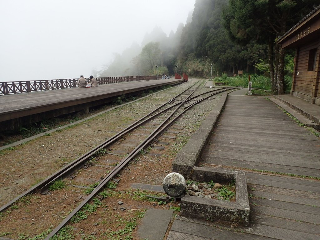 P3257932.JPG - 阿里山  二萬坪步道