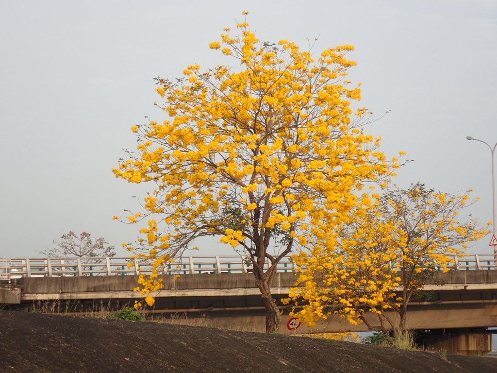 P3066301.JPG - 南投  貓羅溪畔  黃花風鈴木