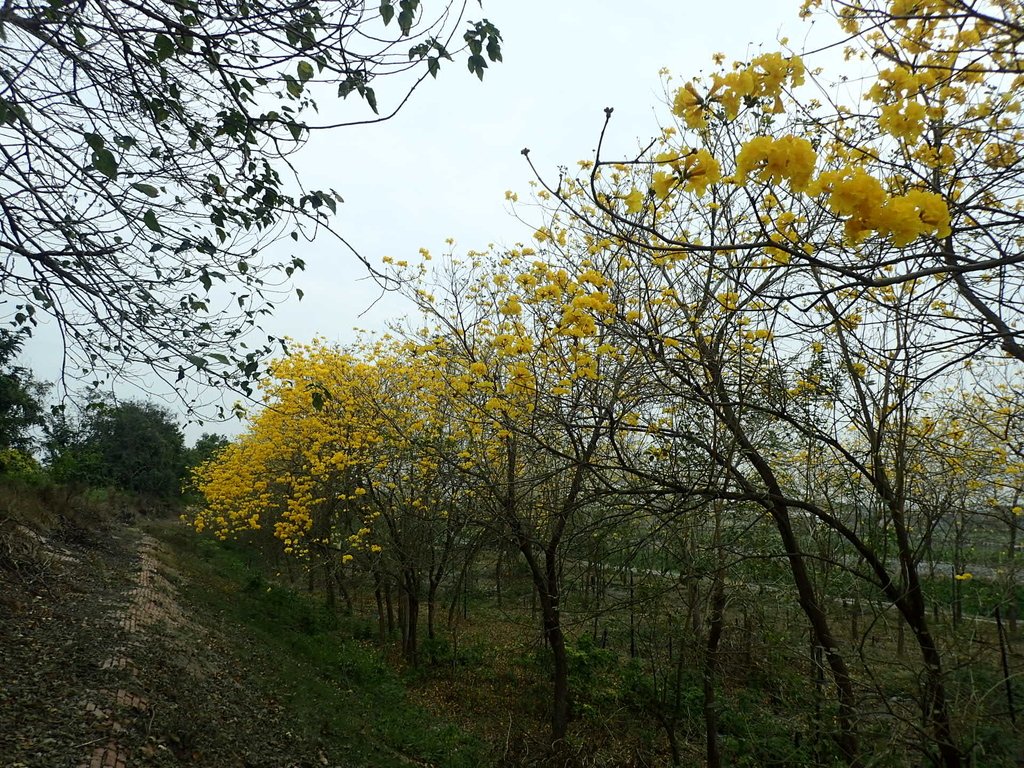 P3066581.JPG - 竹塘  田頭堤防  黃花風鈴木