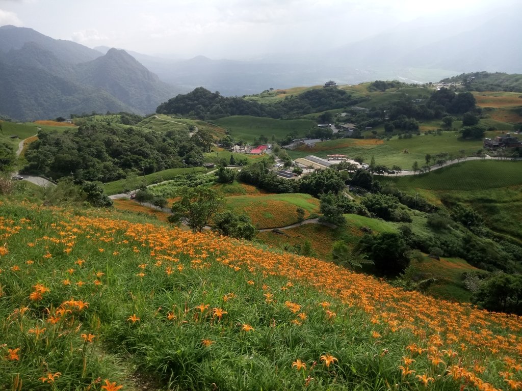 DSC_0742.JPG - 富里  六十石山  金針花季