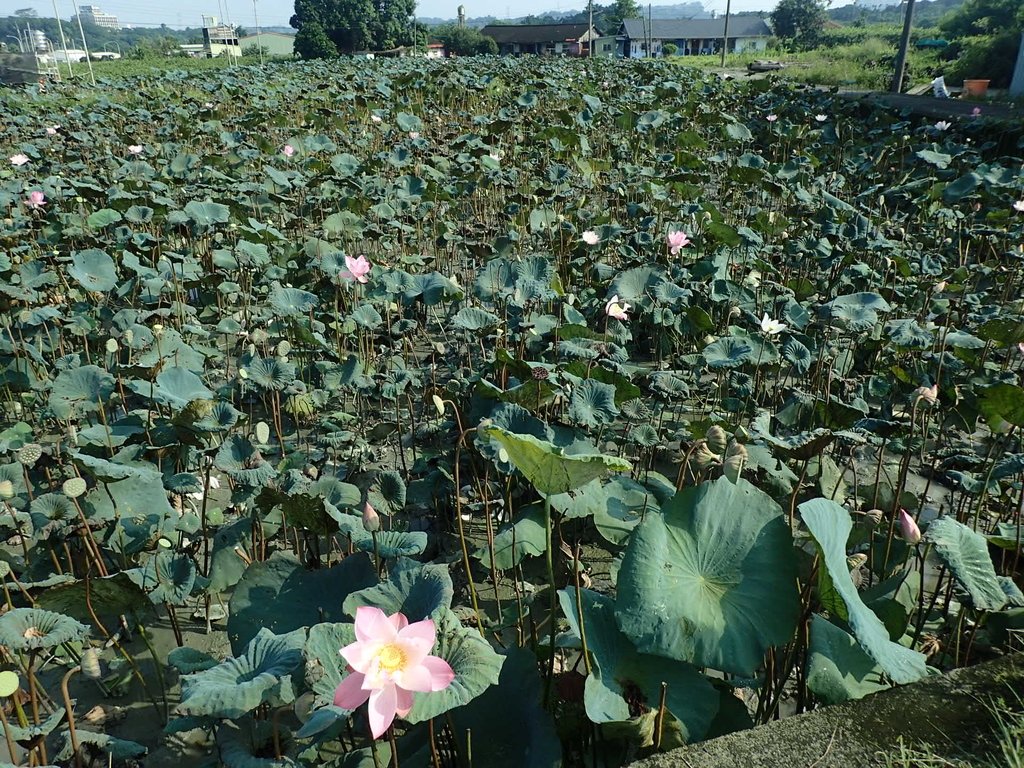 P8045033.JPG - 中埔  義仁村  蓮花池畔