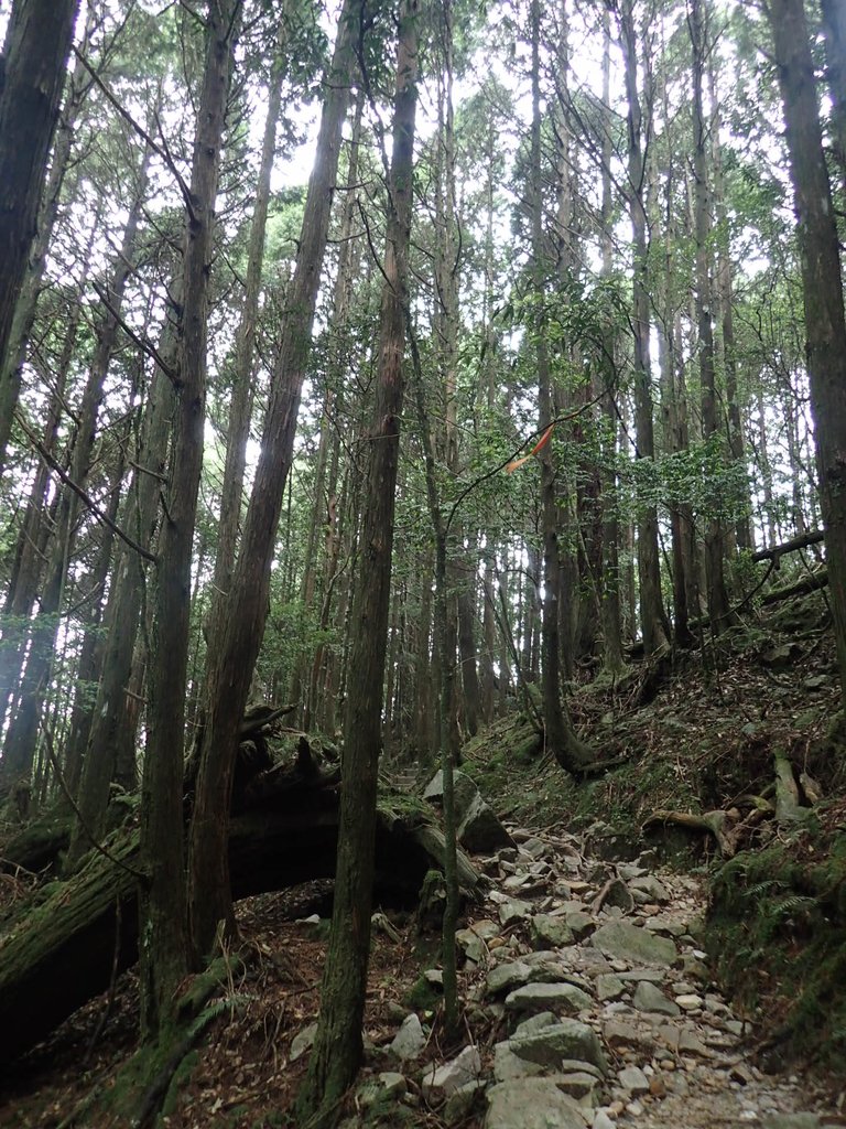 P6160644.JPG - 谷關七雄之  八仙山  (02)