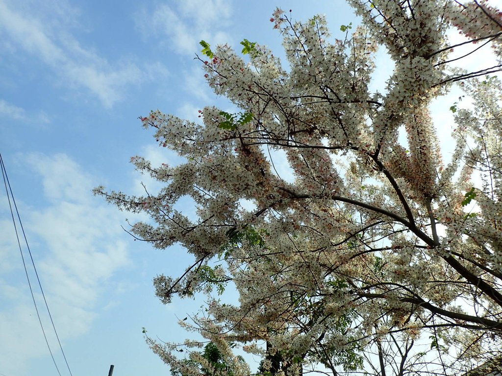 P4030106.JPG - 路竹  一甲國小  花旗木