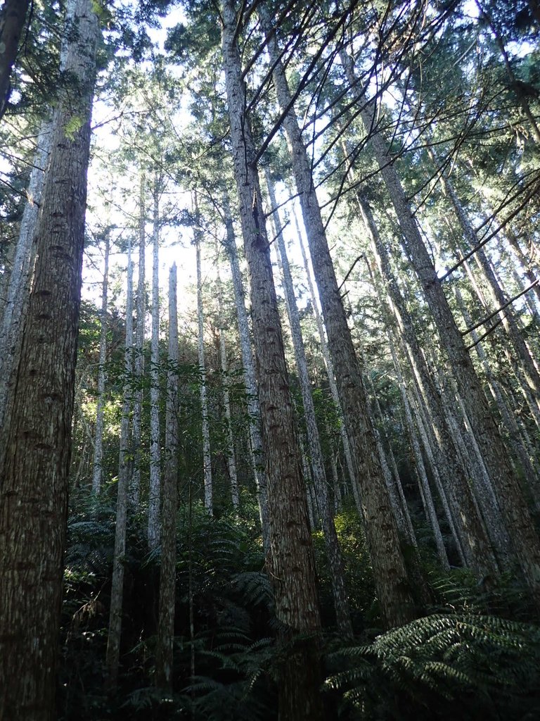 PB225032.JPG - 仁愛  惠蓀林場  湯公碑步道