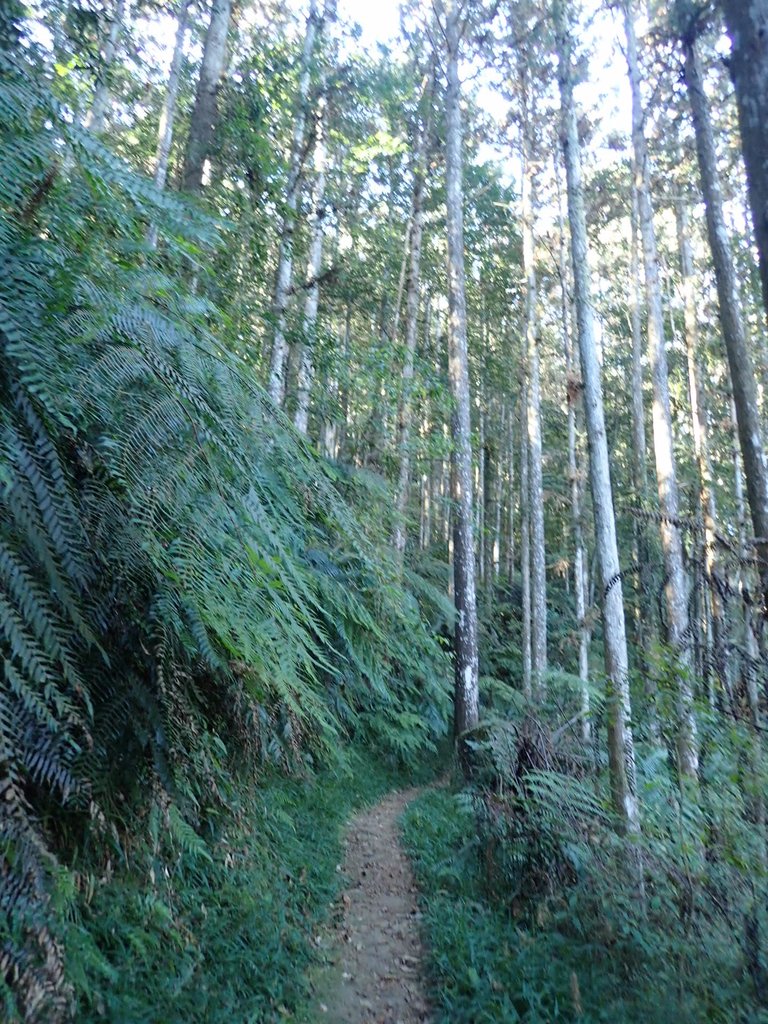 PB224998.JPG - 仁愛  惠蓀林場  湯公碑步道