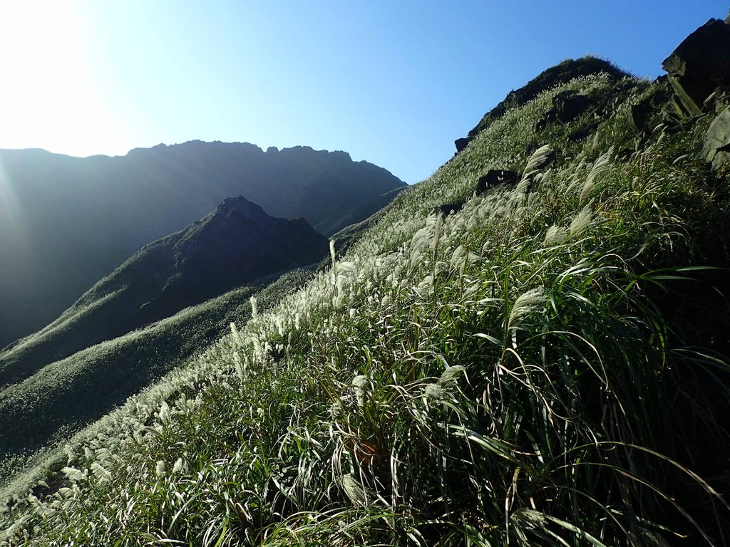 PC017885.JPG - 瑞芳  茶壺山芒花季