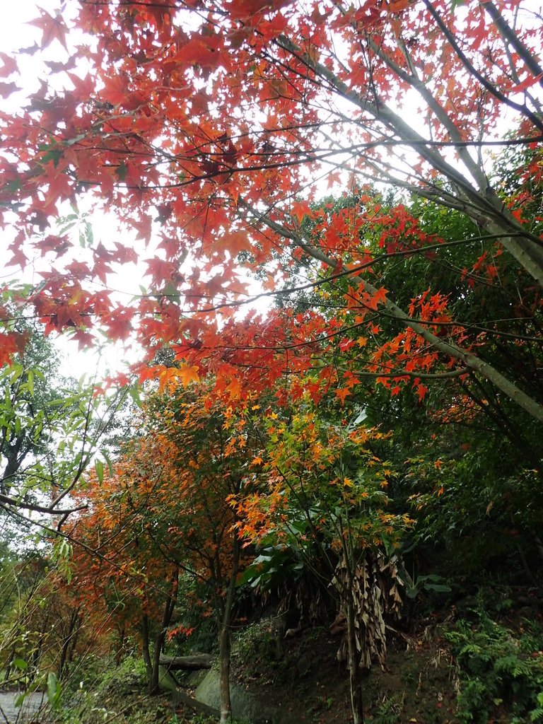 P1062176.JPG - 土城  承天寺  朝山步道