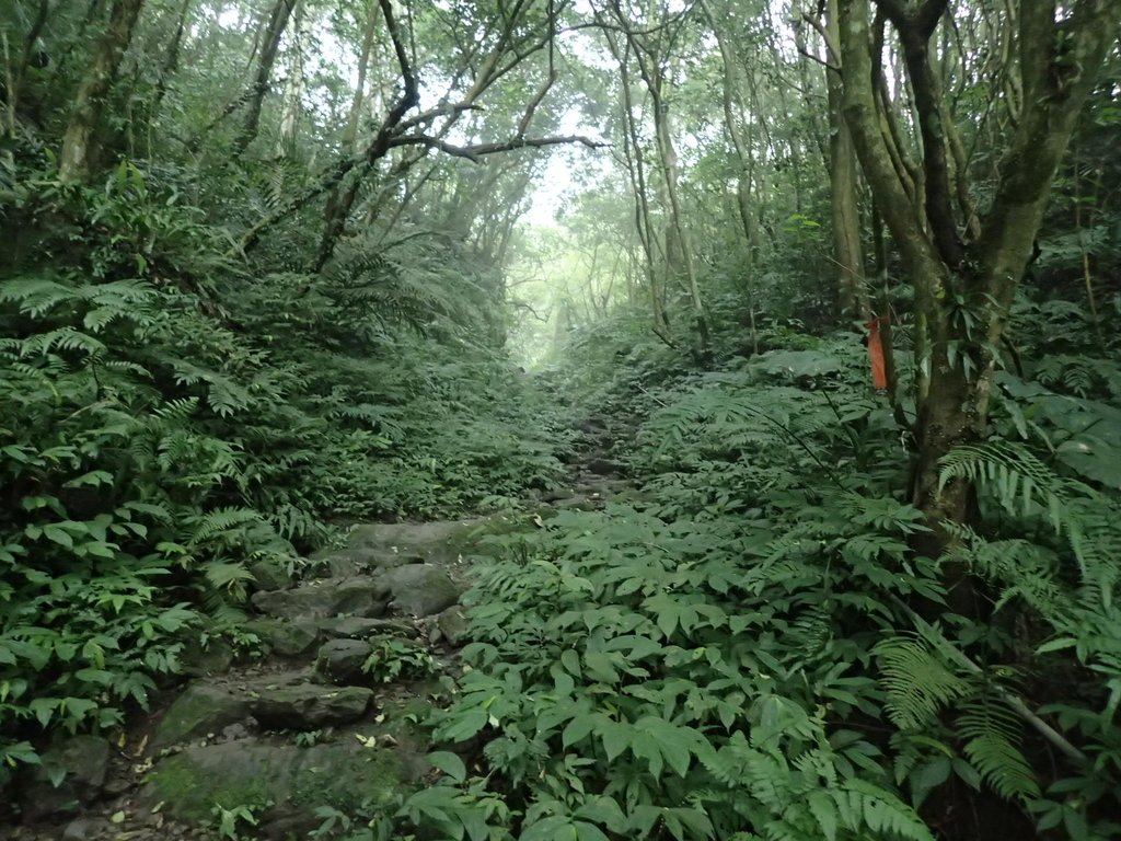 P3039064.JPG - 三峽  白雞山登山步道