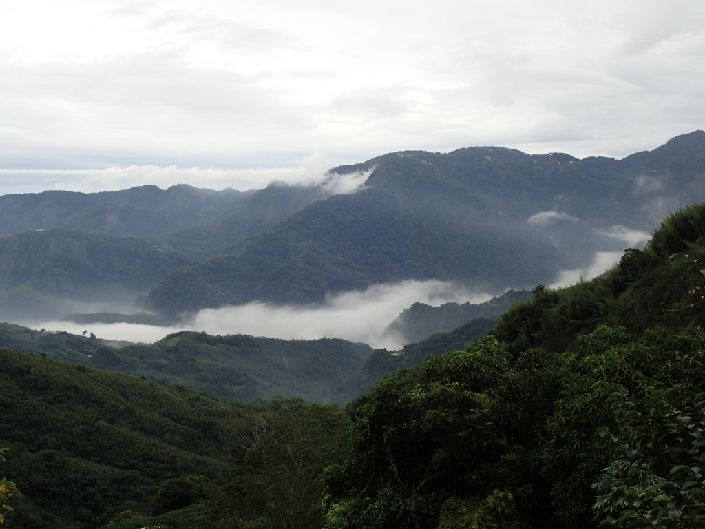 PA231780.JPG - 往三層坪途中之  茶園景致