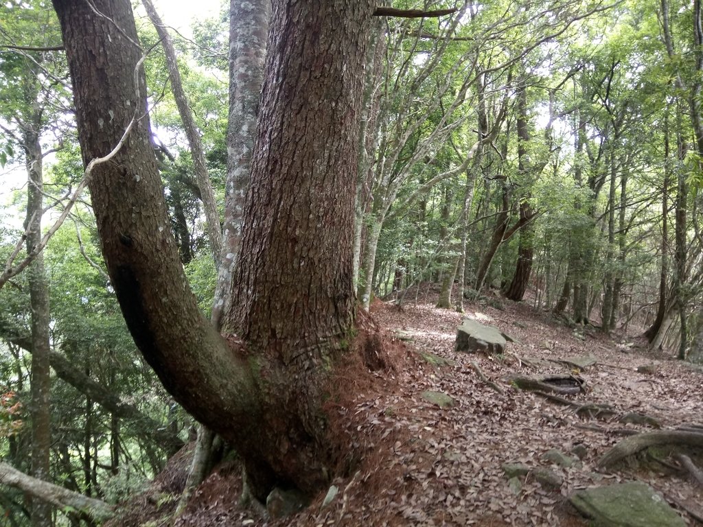 DSC_6472.JPG - 谷關七雄之  波津加山