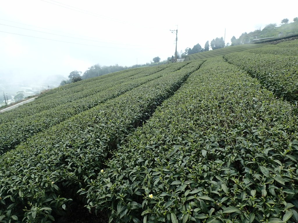 P3257822.JPG - 阿里山  隙頂茶園之美