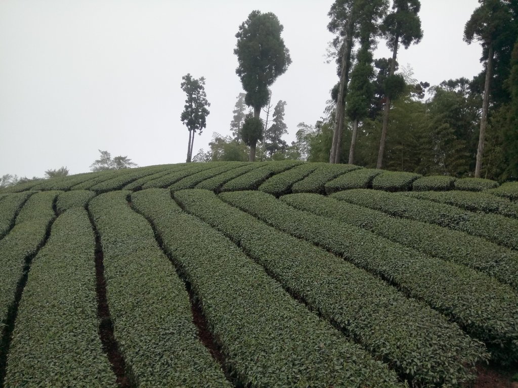 DSC_1512.JPG - 阿里山  頂石卓茶園之美