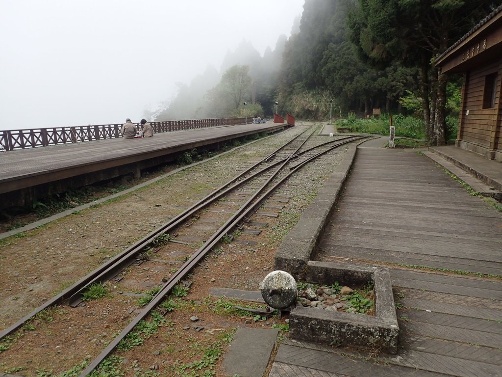 P3257933.JPG - 阿里山  二萬坪步道