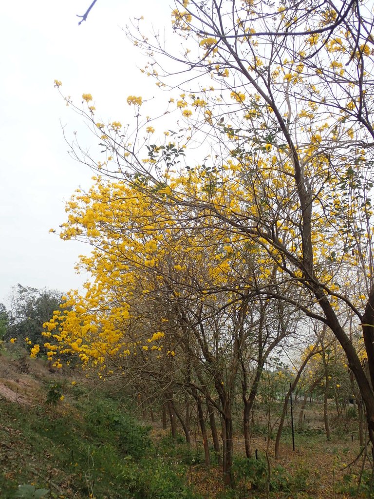 P3066586.JPG - 竹塘  田頭堤防  黃花風鈴木