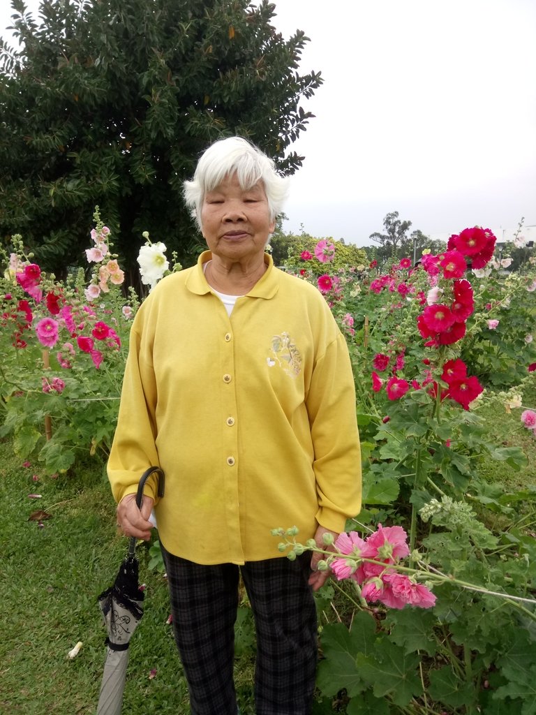 DSC_9191.JPG - 花博公園  蜀葵花季