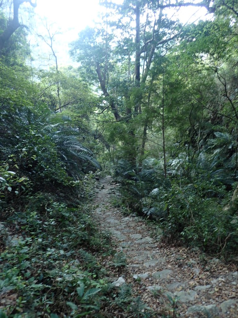 P3167109.JPG - 谷關  德芙蘭步道