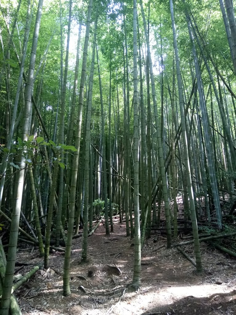 DSC_5207.JPG - 台中和平  長壽山登山步道  (中)