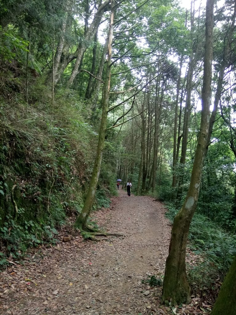 DSC_5276.JPG - 台中  和平  橫嶺山自然步道