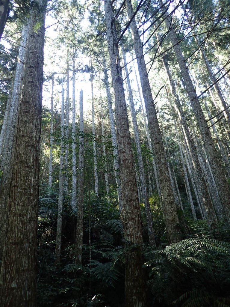 PB225034.JPG - 仁愛  惠蓀林場  湯公碑步道