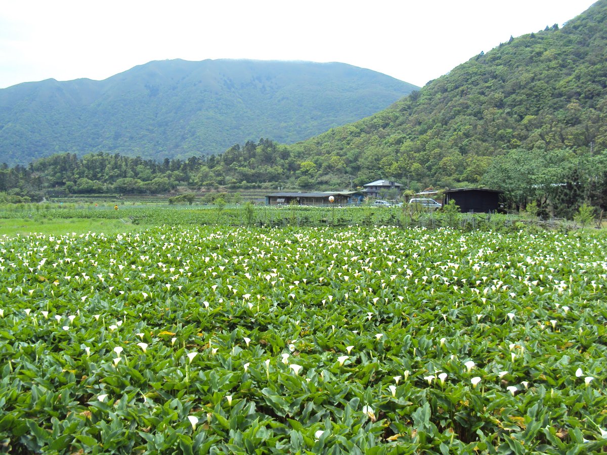 DSC05242.JPG - 竹子湖海芋步道