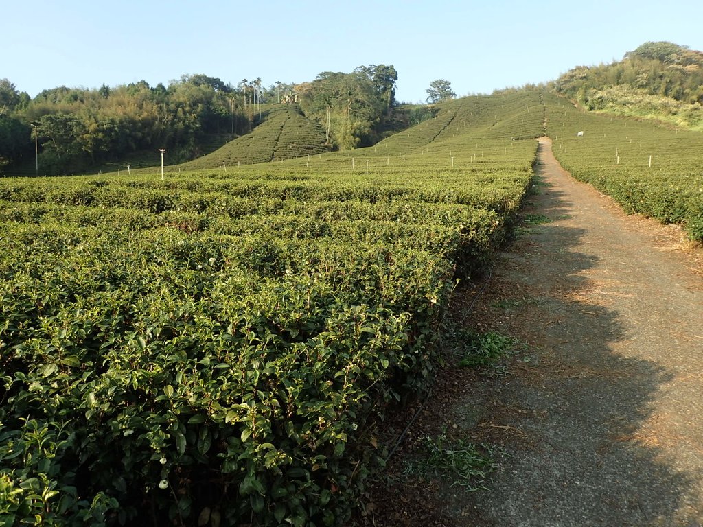 PB225354.JPG - 竹山  山坪頂茶園