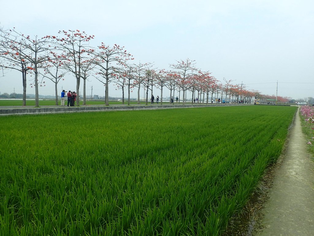 P3066652.JPG - 白河  林初埤  木棉花