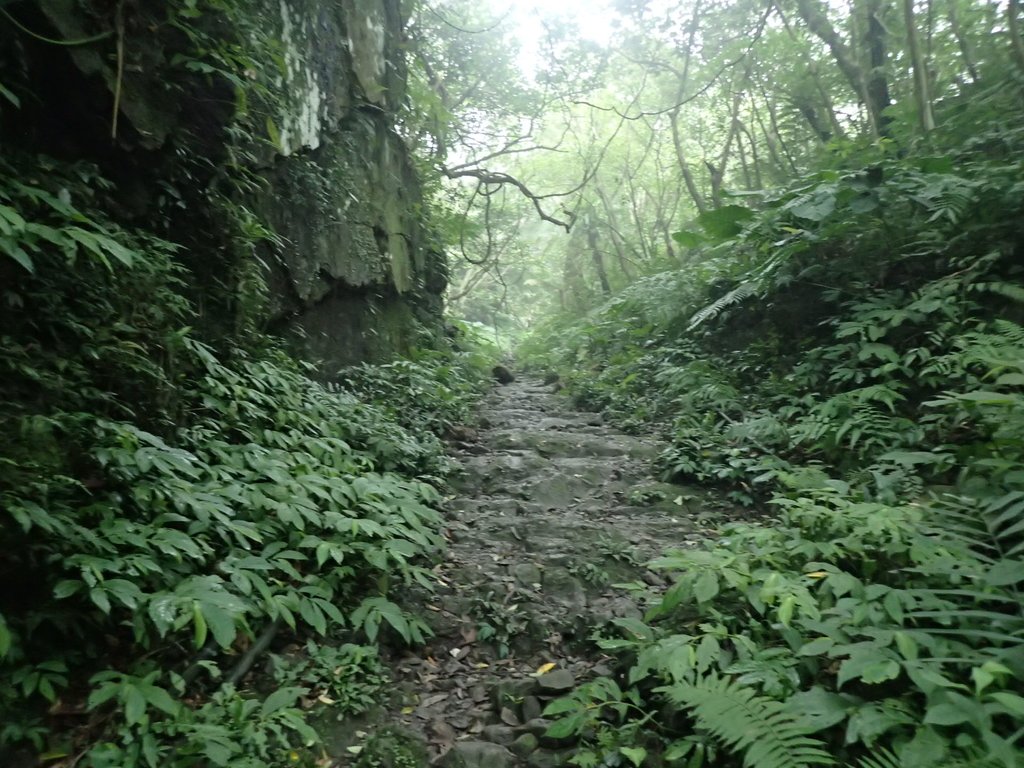 P3039066.JPG - 三峽  白雞山登山步道