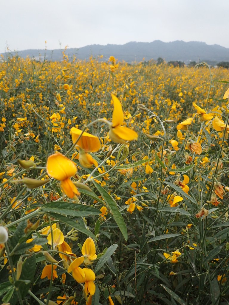 PC010732.JPG - 銅鑼  九湖村  太陽麻花田