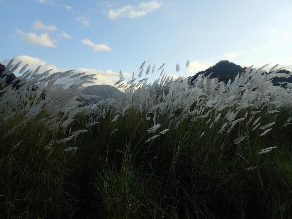 PB169305.JPG - 屈尺高灘地  甜根子草