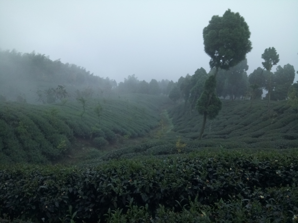 DSC_0418.JPG - 鹿谷  大崙山  霧中茶園之美(01)