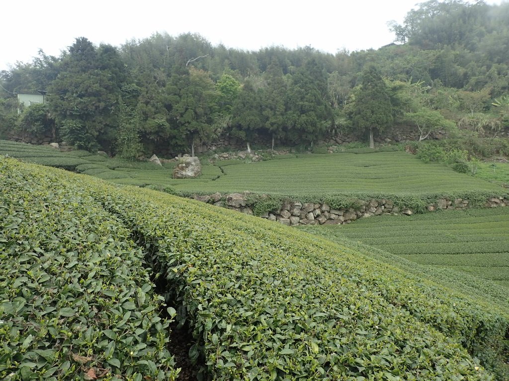 P3257825.JPG - 阿里山  隙頂茶園之美