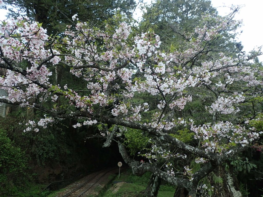 P3268027.JPG - 阿里山  沼平公園  賞櫻