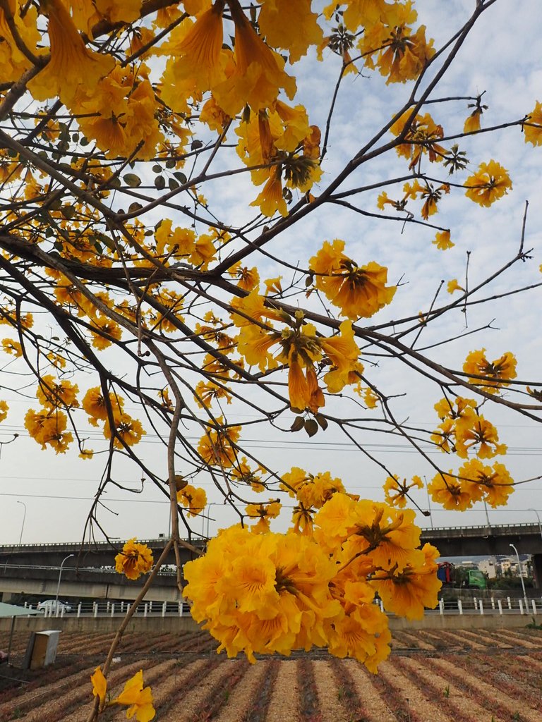 P3066317.JPG - 南投  貓羅溪畔  黃花風鈴木