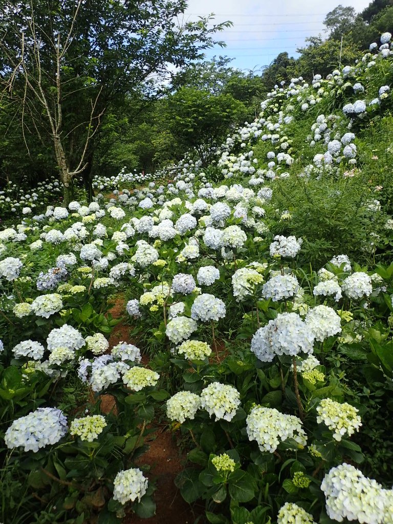 P5303931.JPG - 萬里  高家繡球花田