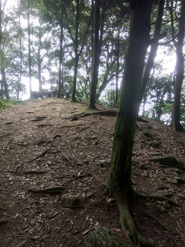 DSC_1044.JPG - 新竹  五指山登山步道